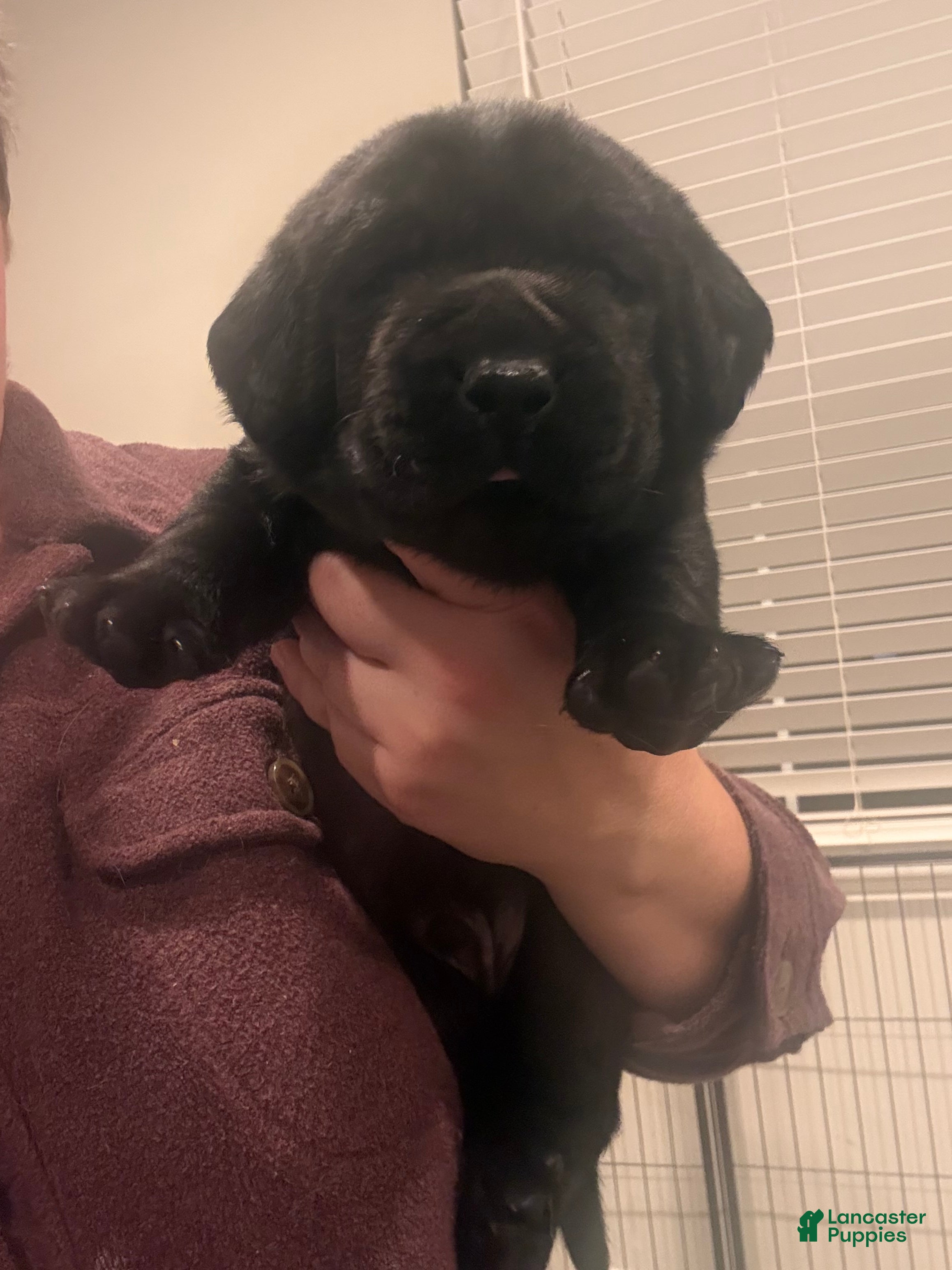 Labrador Retriever dogs Green collar boy - Ad 3