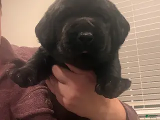 Labrador Retriever dogs Green collar boy - Ad 3