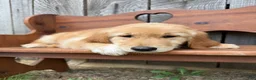 Golden Retriever dogs for sale: Duke - Ad 11