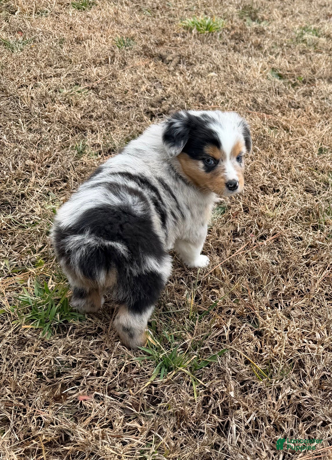Australian Shepherd dogs Sasha - Ad 2