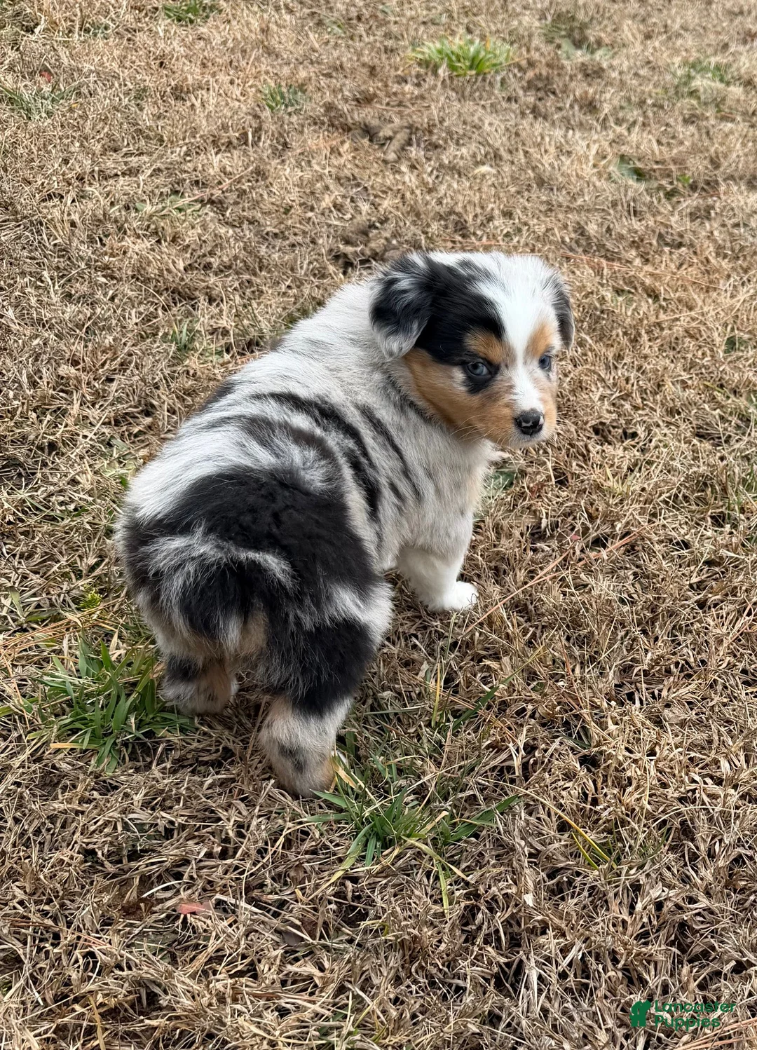 Australian Shepherd dogs for sale: Sasha - Ad 2