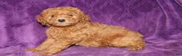 Mini Goldendoodle dogs for sale: Mini Goldendoodle Cody - Ad 11
