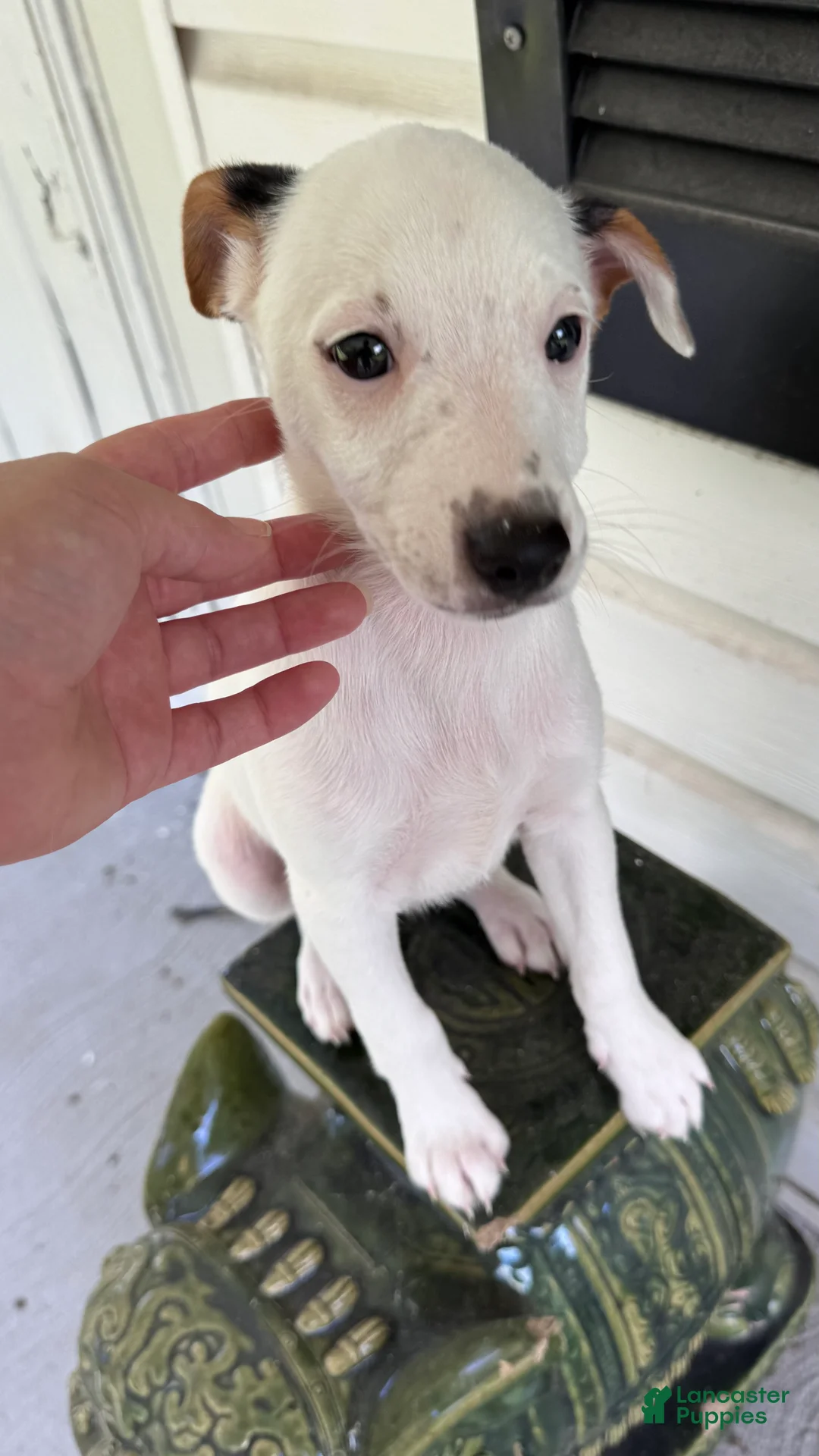 Jack Russell Terrier dogs for sale: Snoopy - Ad 2