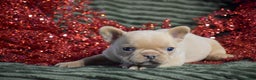 French Bulldog dogs for sale: Titan - Ad 4