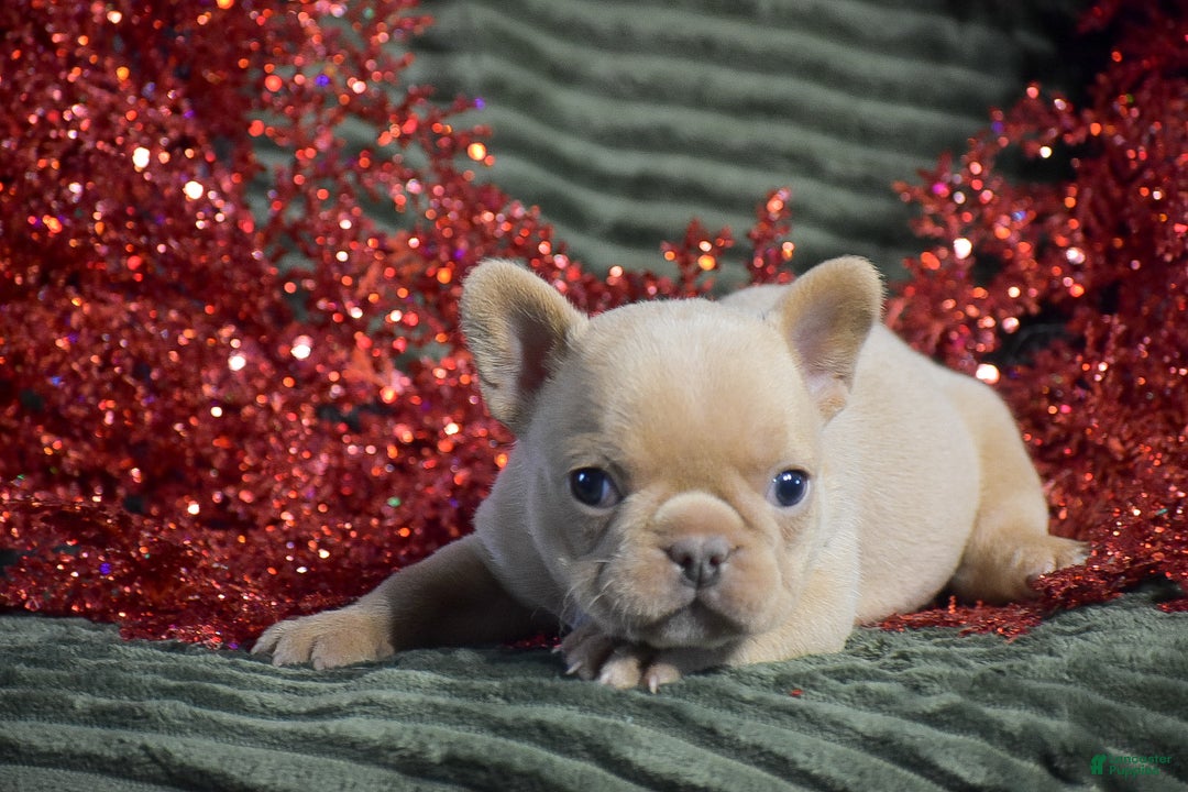 French Bulldog dogs for sale: Titan - Ad 4