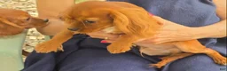 Cavalier King Charles Spaniel dogs for sale: Sonny - Ad 3
