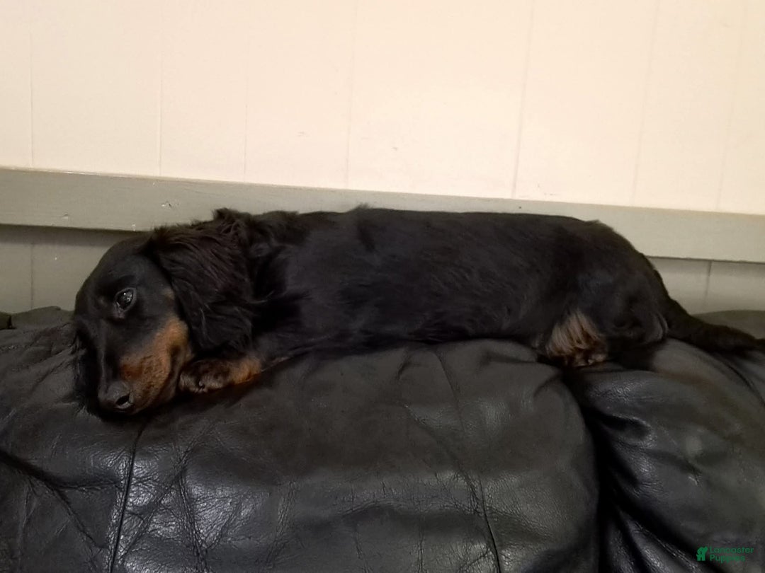 Miniature Dachshund dogs for sale: Bagel - Ad 16