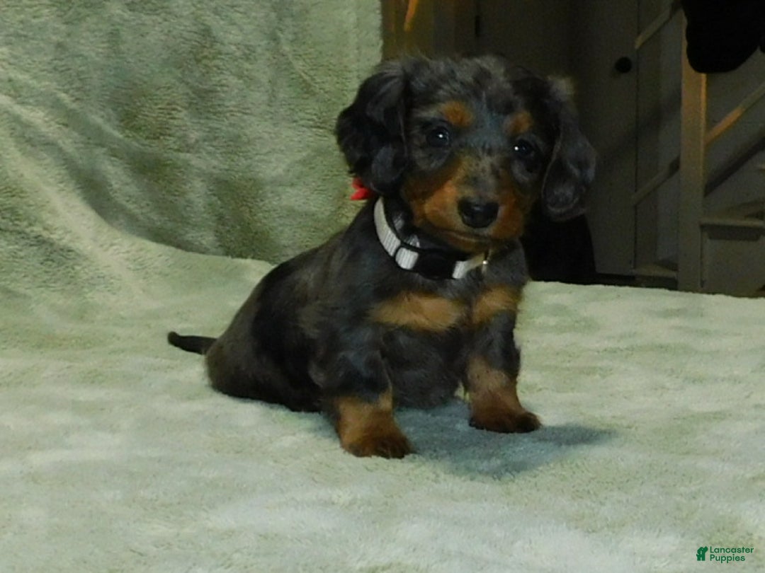 Miniature Dachshund dogs for sale: Miniature Dachshund Puppy 1 - Ad 11