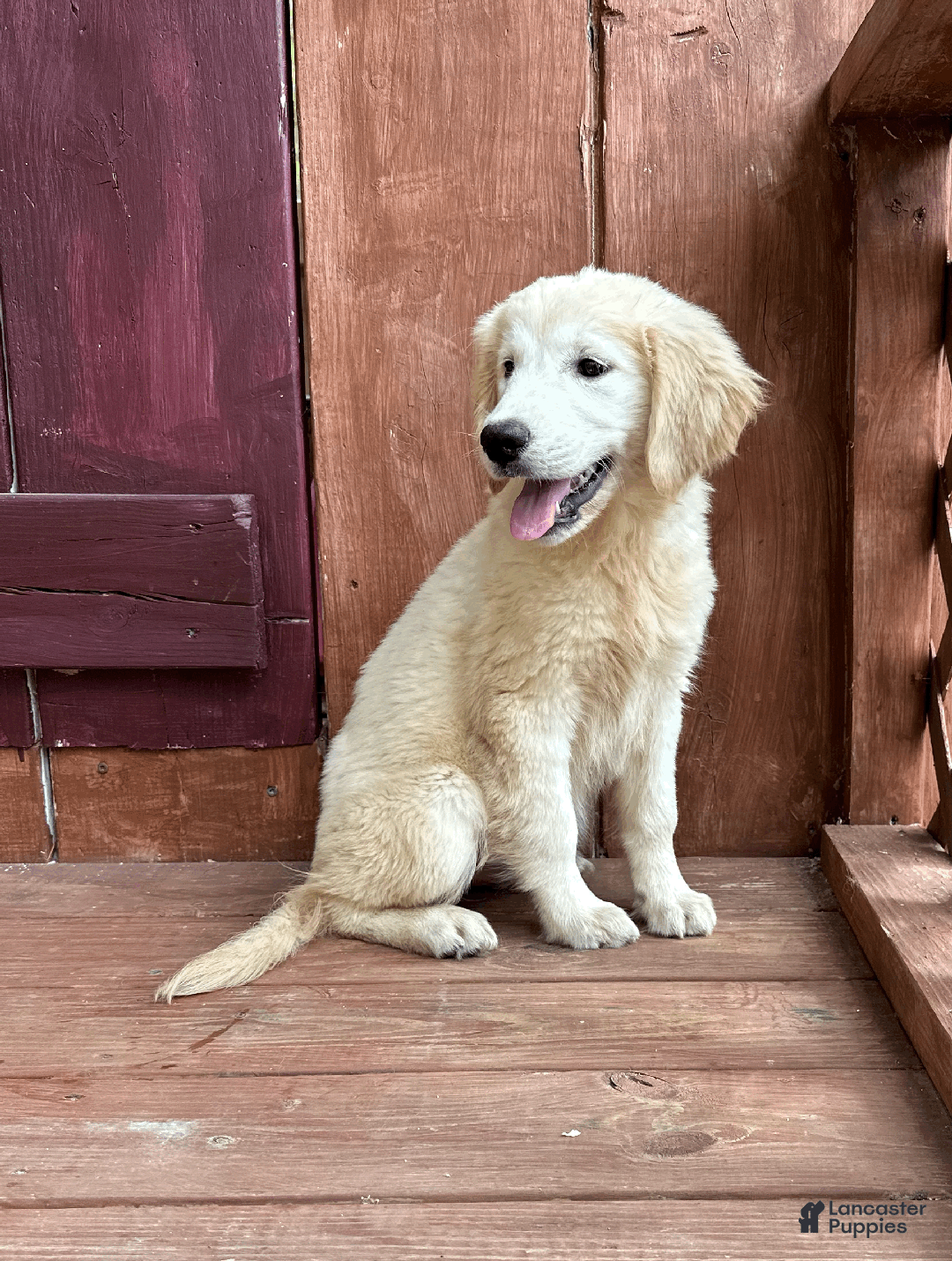 Golden Retriever dogs for sale: AKC Gretel - Ad 4