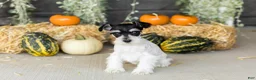Miniature Schnauzer dogs for sale: Sassy  - Ad 5