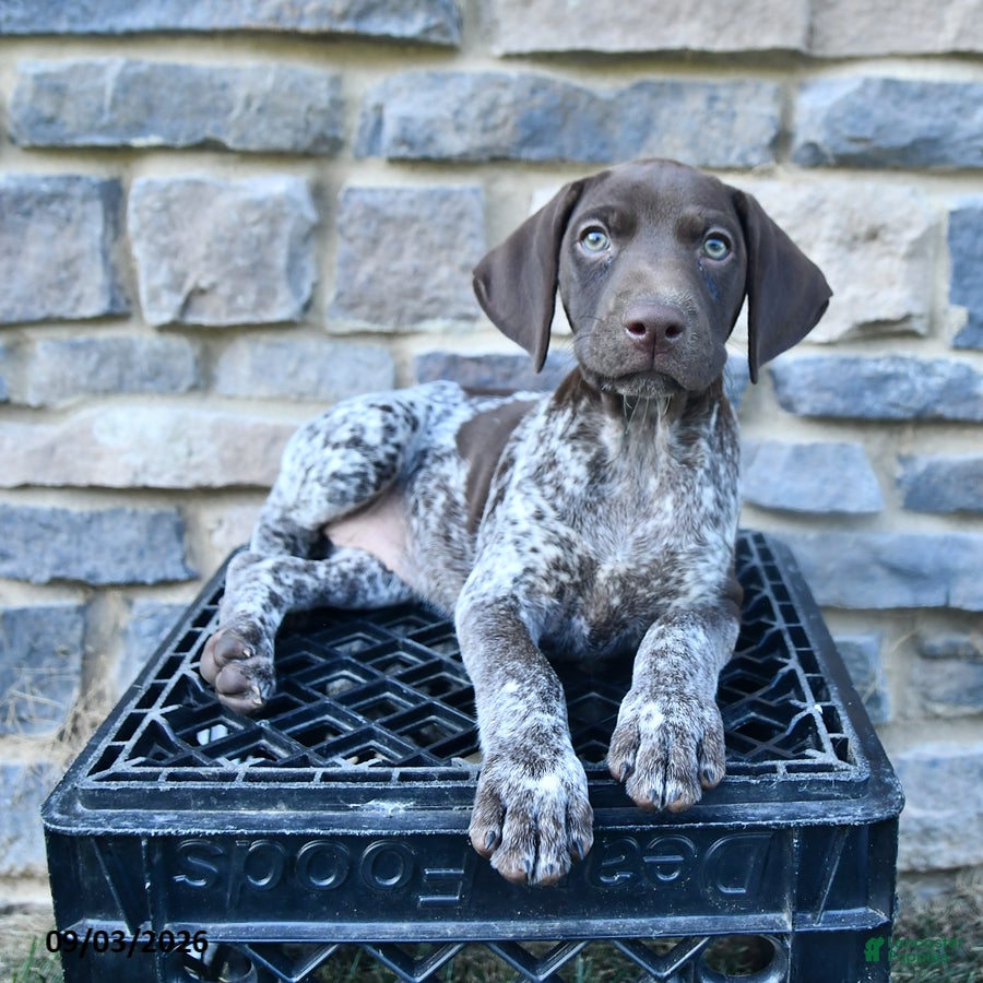 German Shorthaired Pointer dogs Remi  - Ad 1