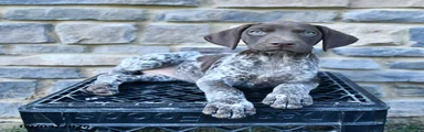 Remi 