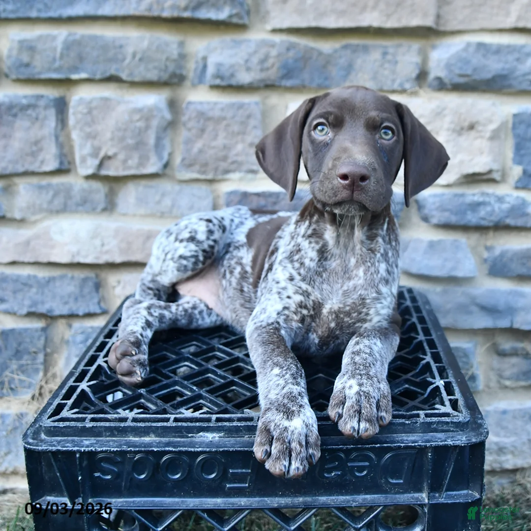 German Shorthaired Pointer dogs for sale: Remi  - Ad 1