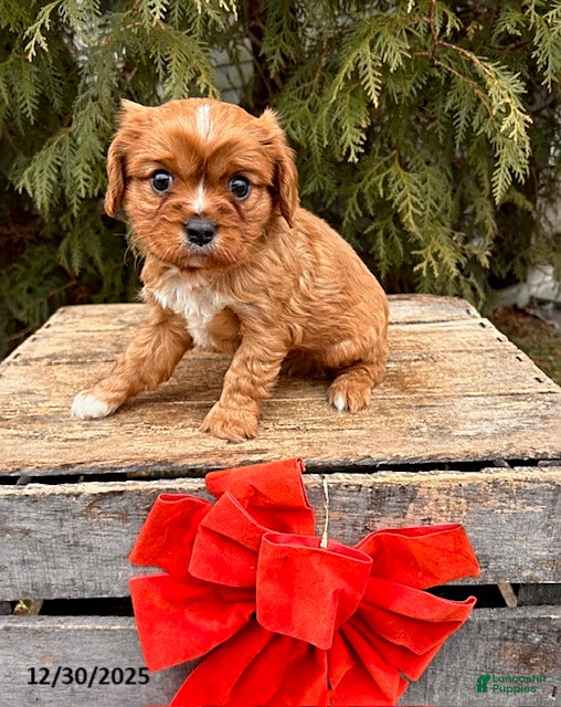 Cavalier King Charles Spaniel dogs Wrigley - Ad 30