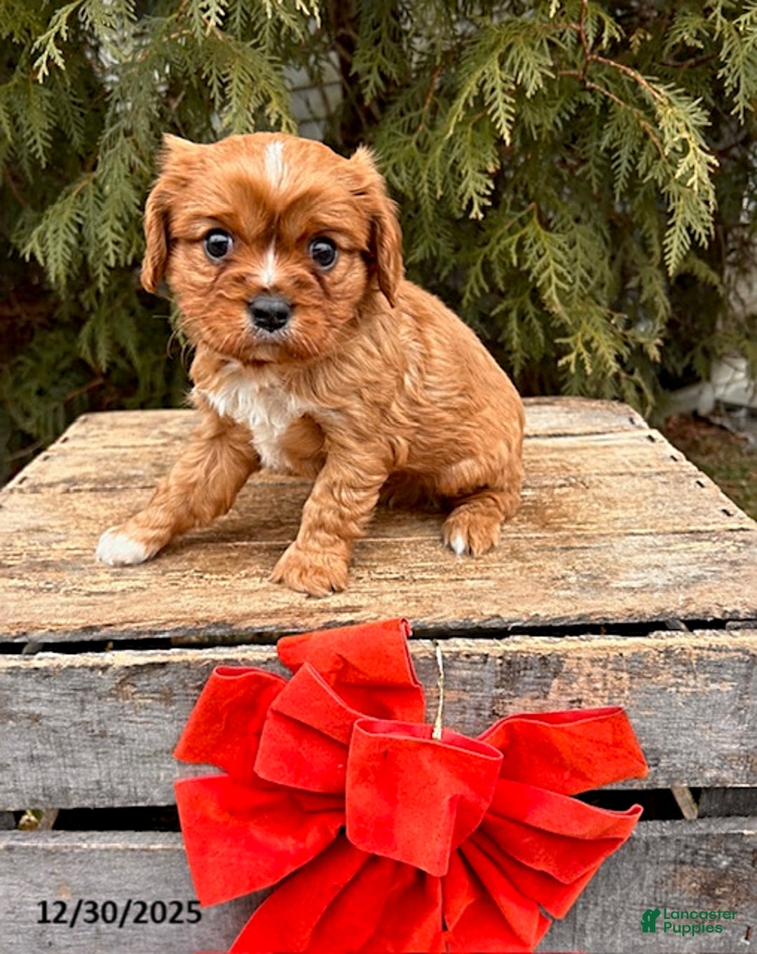 Cavalier King Charles Spaniel dogs for sale: Wrigley - Ad 1
