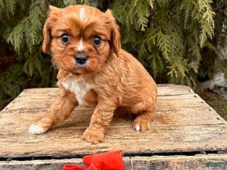 Cavalier King Charles Spaniel dogs Wrigley - Ad 30
