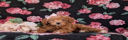 Mixed Breed dogs for sale: Dora Hypoallergenic - Ad 7