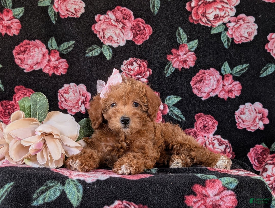 Mixed Breed dogs for sale: Dora Hypoallergenic - Ad 7