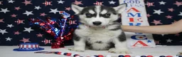 Siberian Husky dogs for sale: Storm  - Ad 2