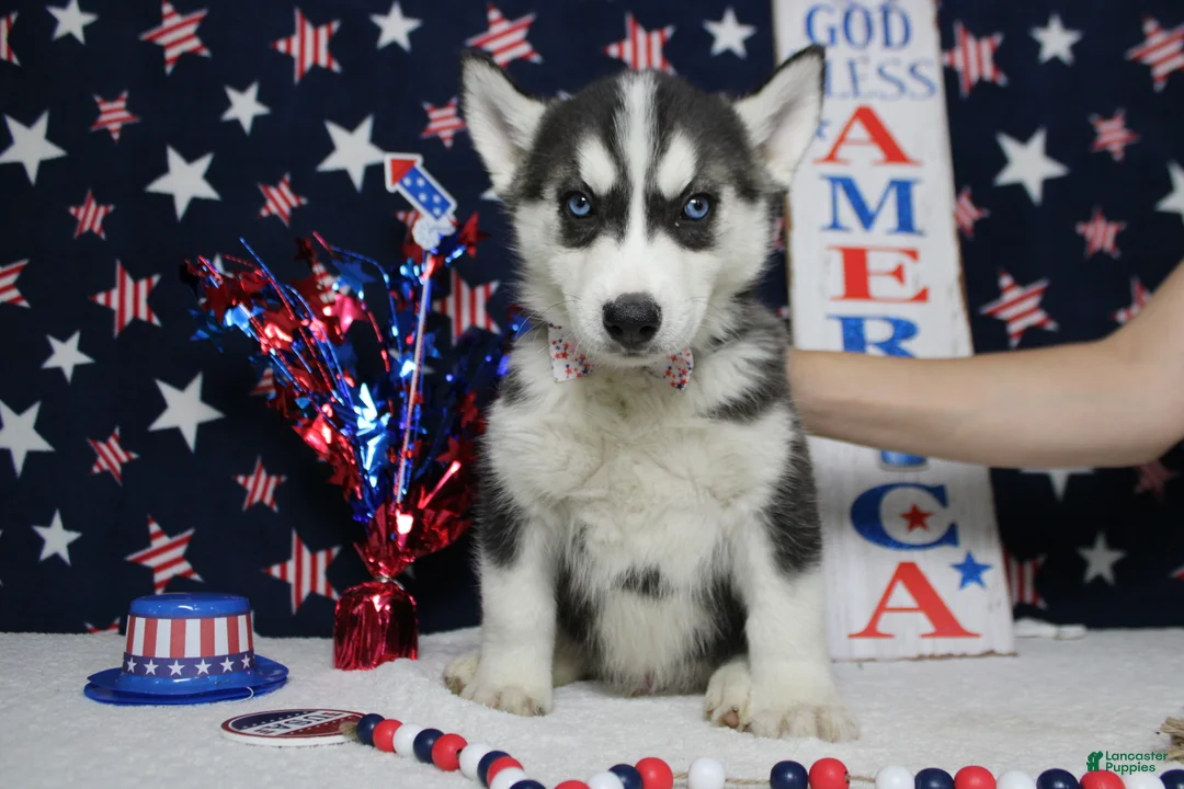 Siberian Husky dogs for sale: Storm  - Ad 2