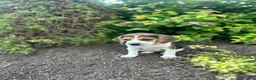 Beagle dogs for sale: Shenandoah - Ad 7