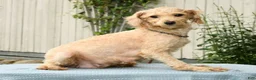 Miniature Poodle dogs for sale: Lizzy - Ad 10