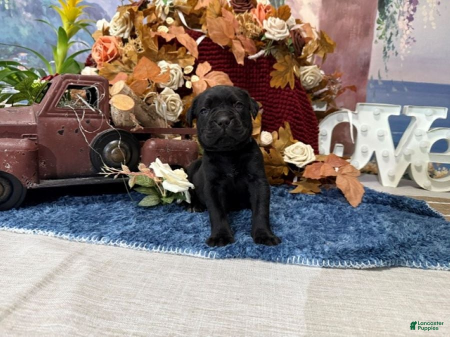 Cane Corso dogs Bruno - Ad 2