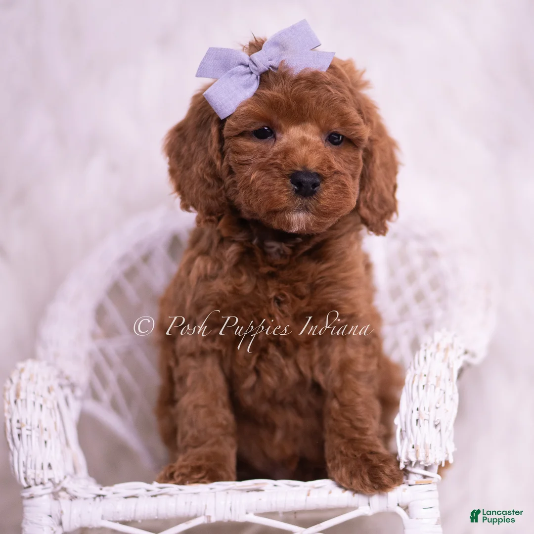 Toy Poodle dogs for sale: Cheerio - Ad 1