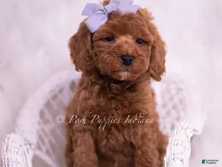 Toy Poodle dogs Cheerio - Ad 42