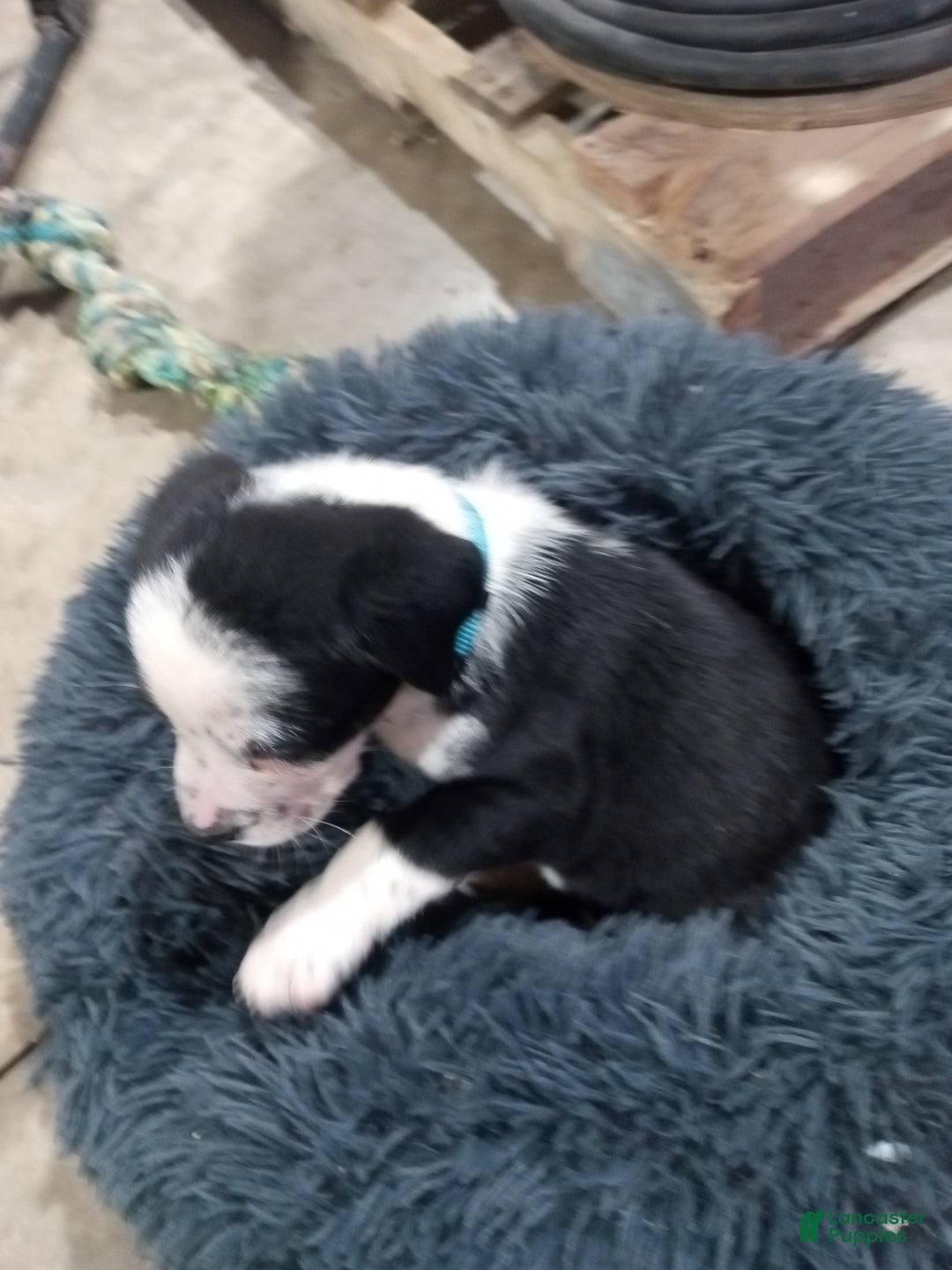Mixed Breed dogs for sale: Lilly - Ad 5