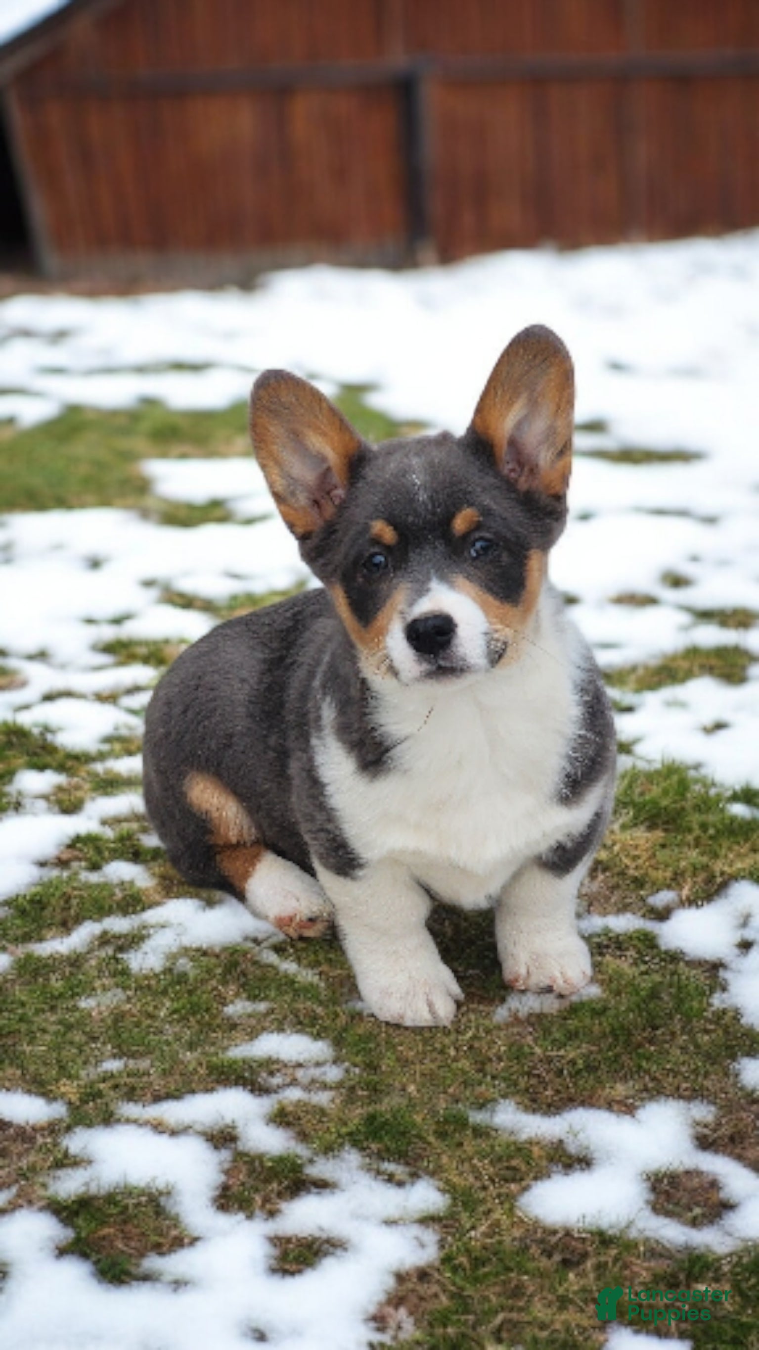 Welsh Corgi Pembroke dogs Alexa Bluie - Ad 11