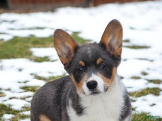 Welsh Corgi Pembroke dogs Alexa Bluie - Ad 8