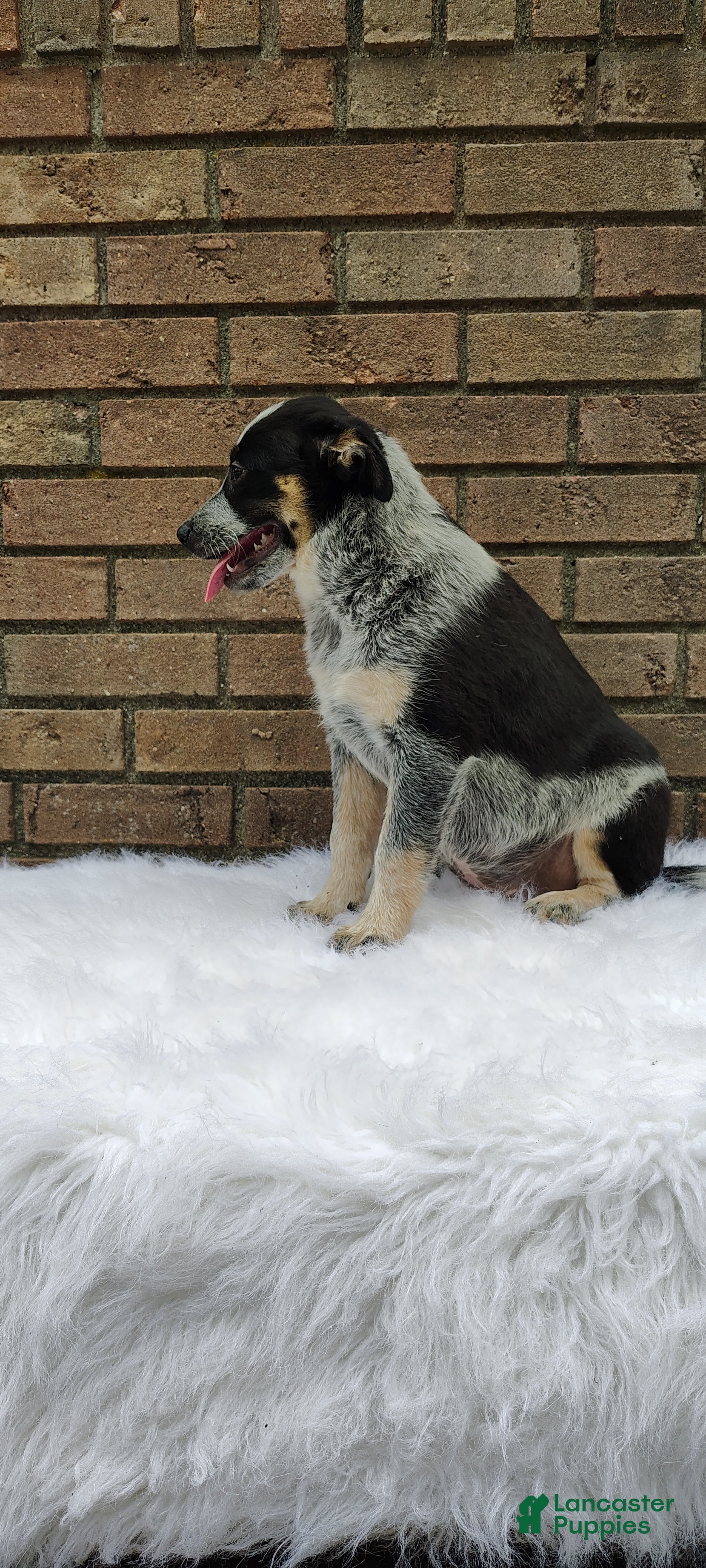 Mixed Breed dogs Lucy - Ad 2
