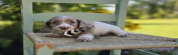 Miniature Dachshund dogs for sale: Dreamer - Ad 3