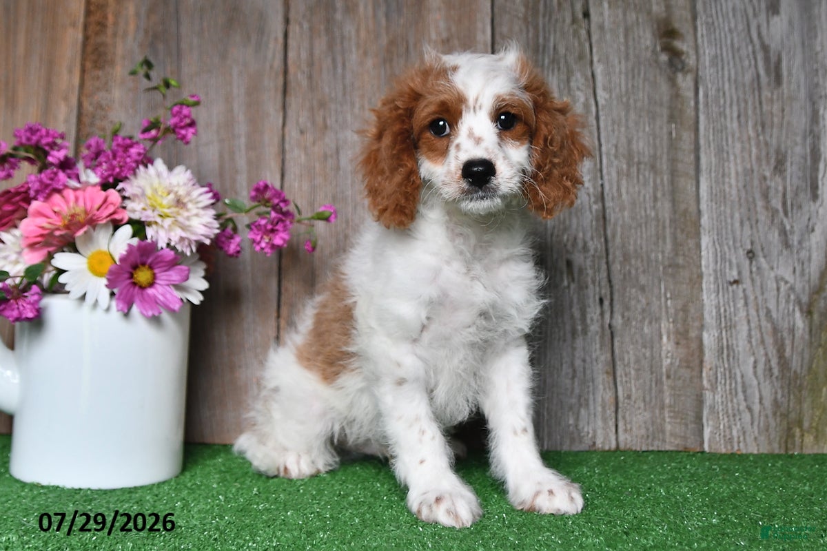 Cavapoo dogs Austin - Ad 2