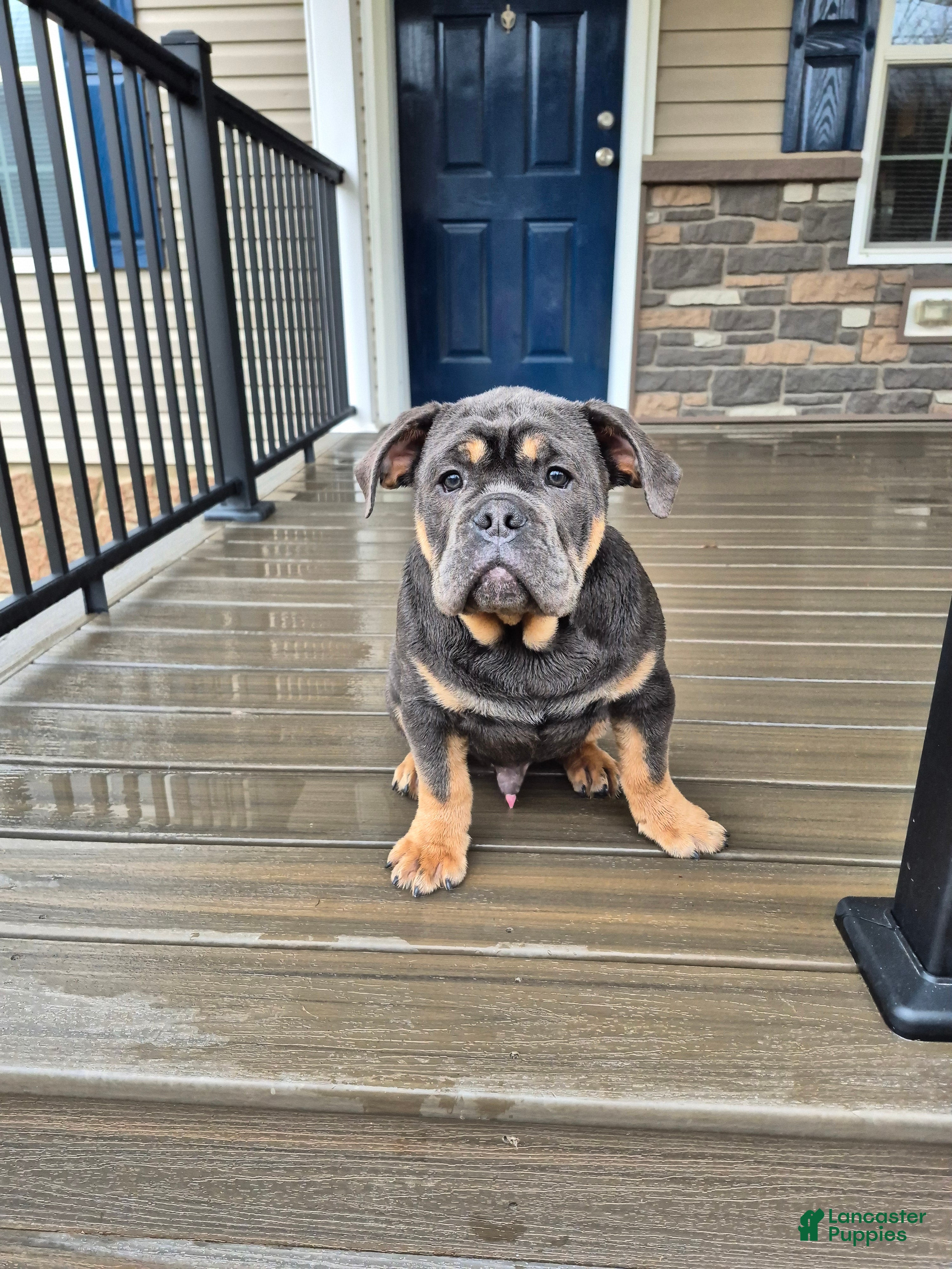 Olde English Bulldogge dogs Olde English Bulldogge Milo - Ad 1