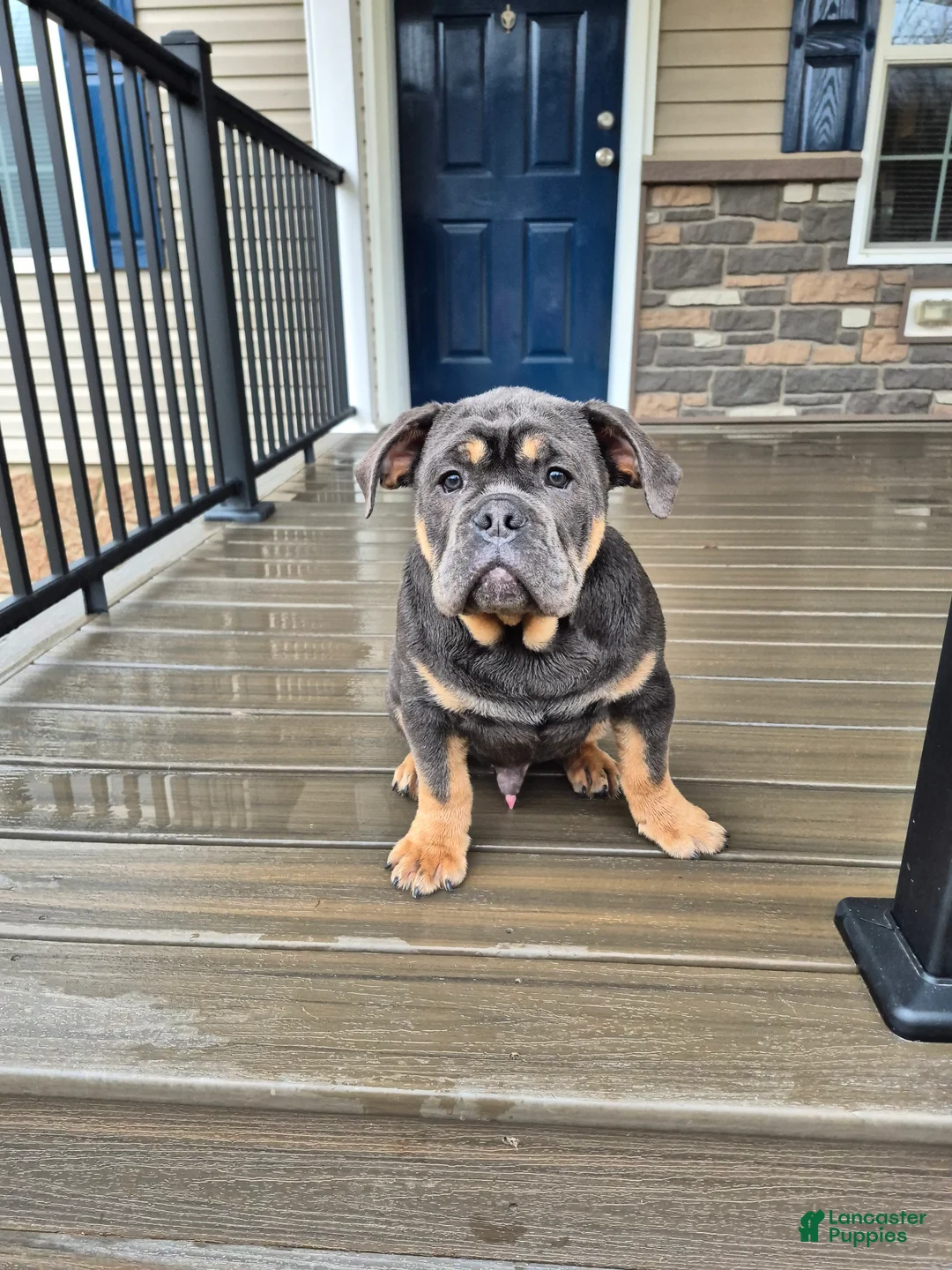 Olde English Bulldogge dogs for sale: Olde English Bulldogge Milo - Ad 1