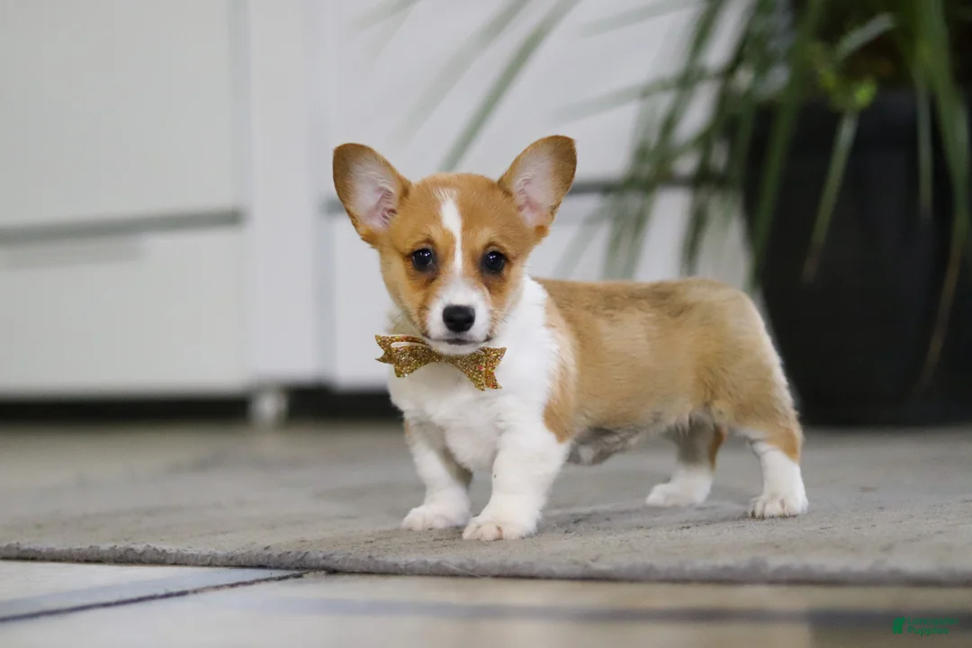 Welsh Corgi Pembroke dogs for sale: Fran - Ad 2