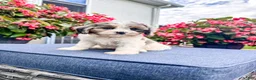 Cavapoo dogs for sale: Poppy - Ad 10