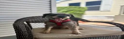 Miniature Schnauzer dogs for sale: Yoshi - Ad 3