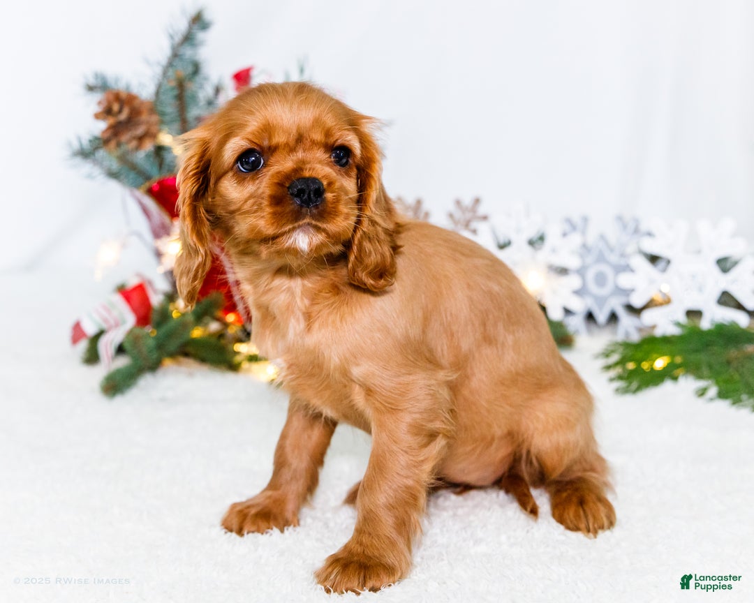 Cavalier King Charles Spaniel dogs for sale: Belle - Ad 4