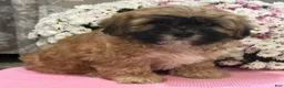 Teddy Bear dogs for sale: Callie - Ad 7