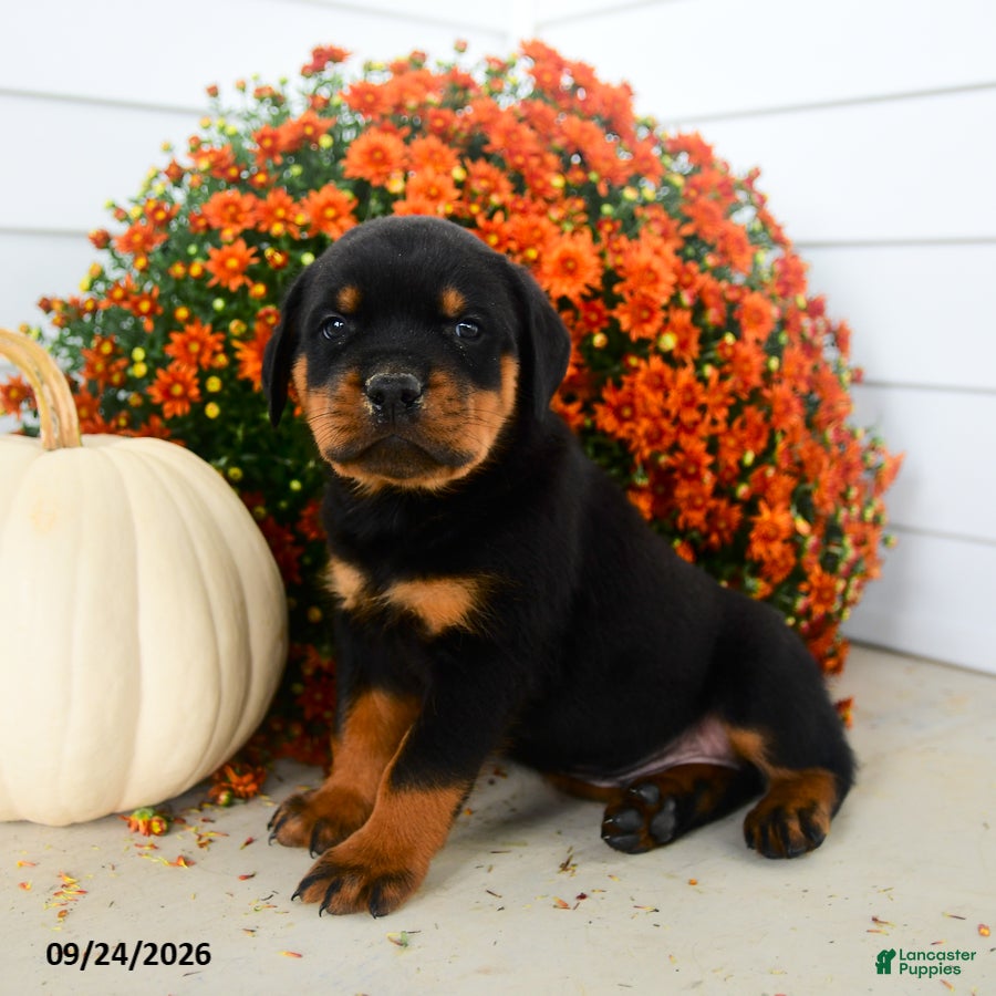 Rottweiler dogs Pretzel  - Ad 2