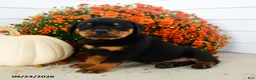 Rottweiler dogs for sale: Pretzel  - Ad 2