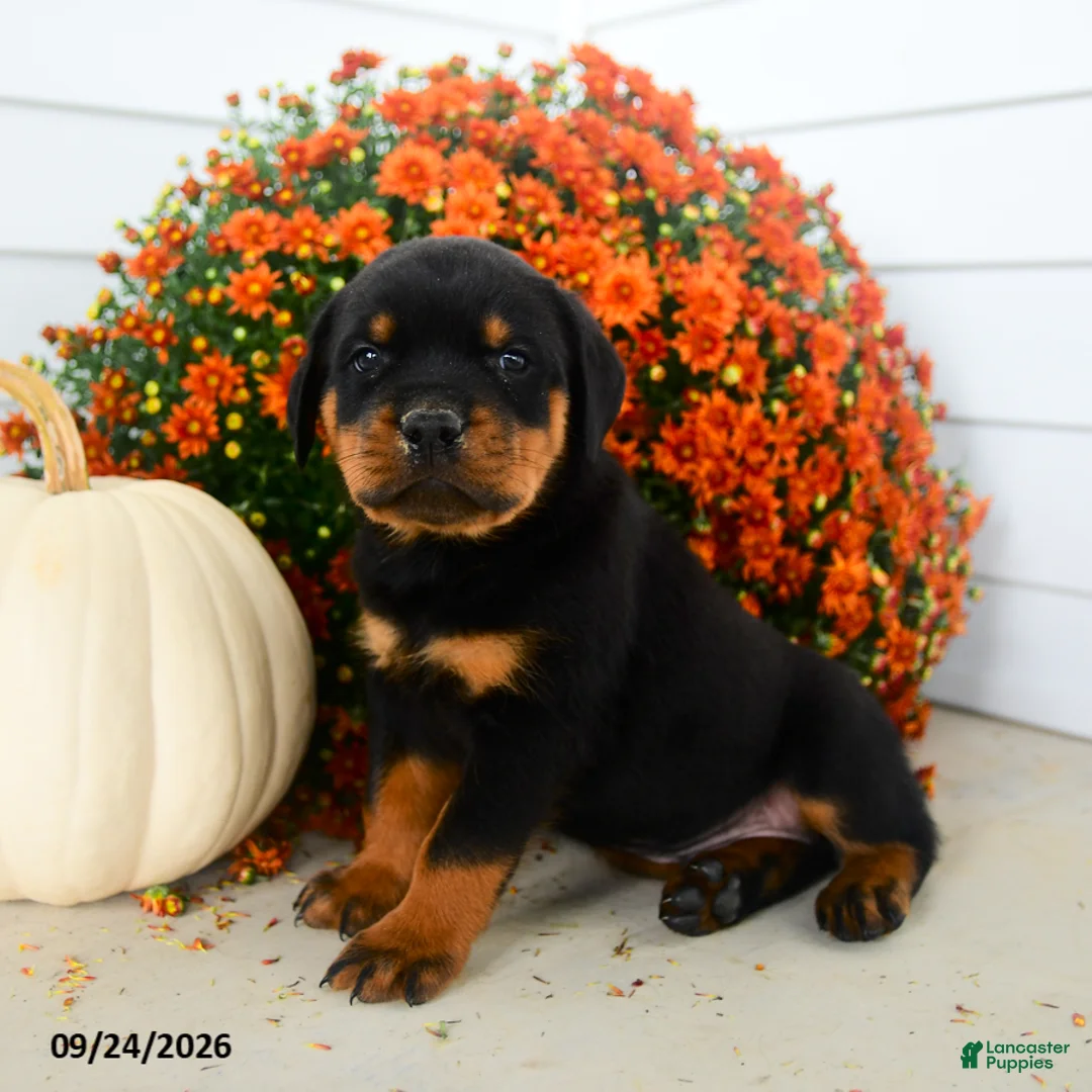 Rottweiler dogs for sale: Pretzel  - Ad 2