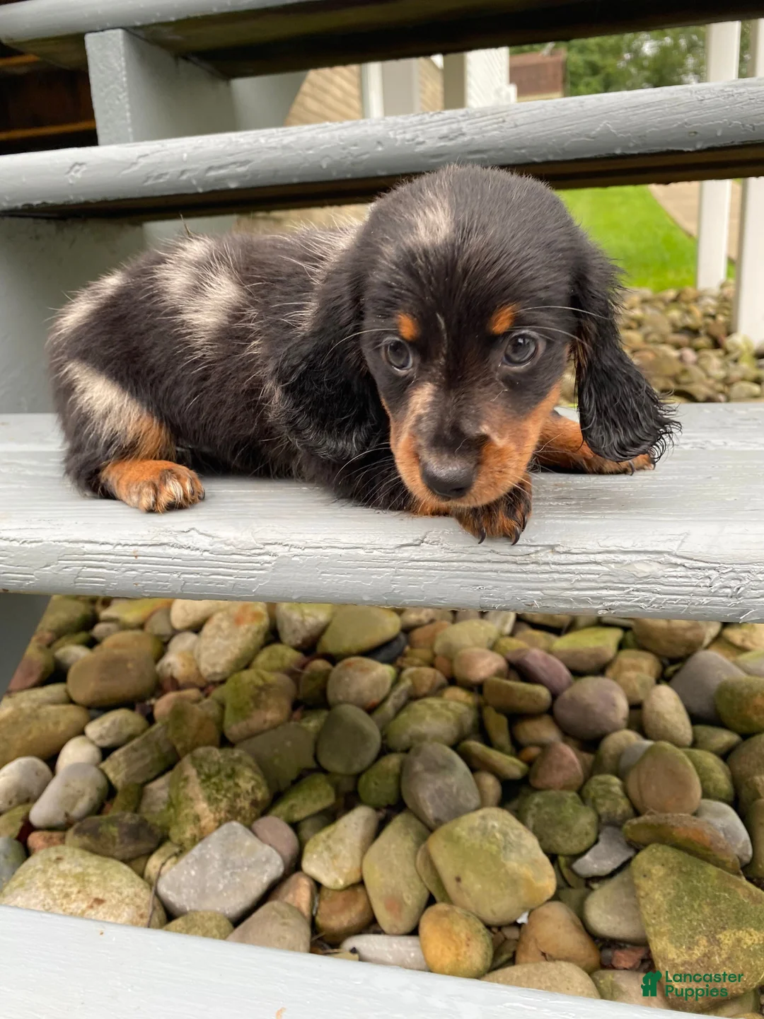 Miniature Dachshund dogs for sale: Luna - Ad 14