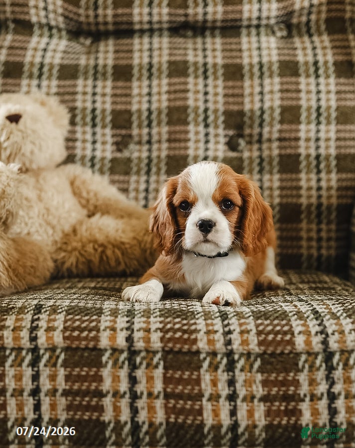 Cavalier King Charles Spaniel dogs Denver - Ad 2