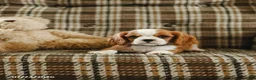 Cavalier King Charles Spaniel dogs for sale: Denver - Ad 2