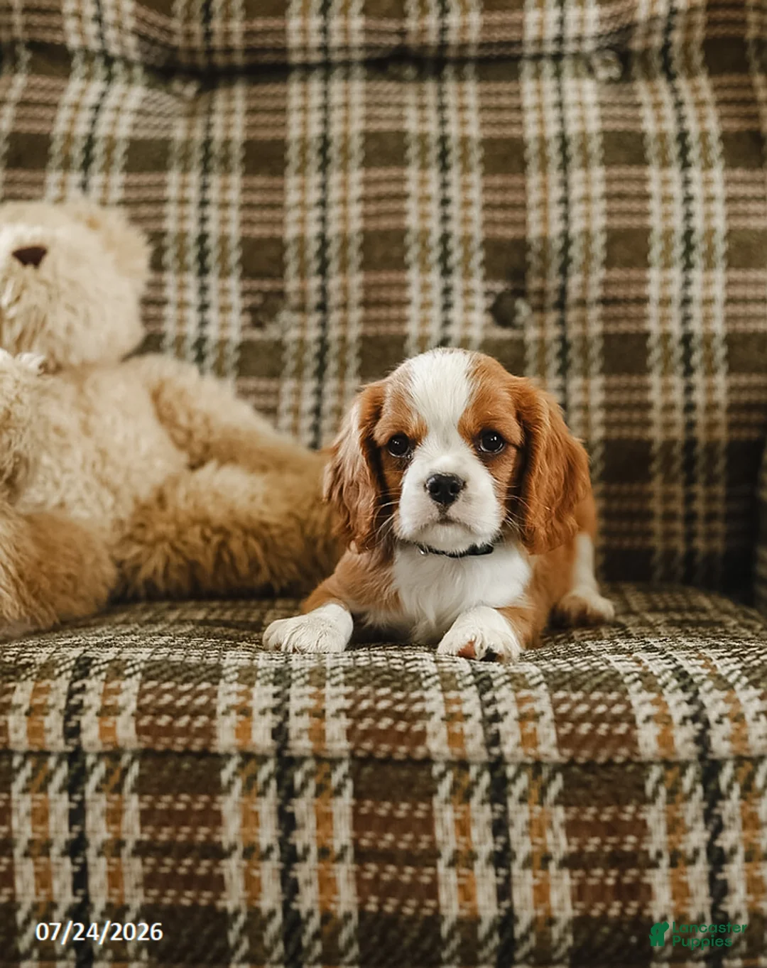 Cavalier King Charles Spaniel dogs for sale: Denver - Ad 2
