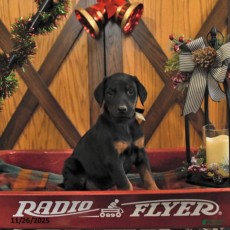 Doberman Pinscher dogs Midnight - Ad 36